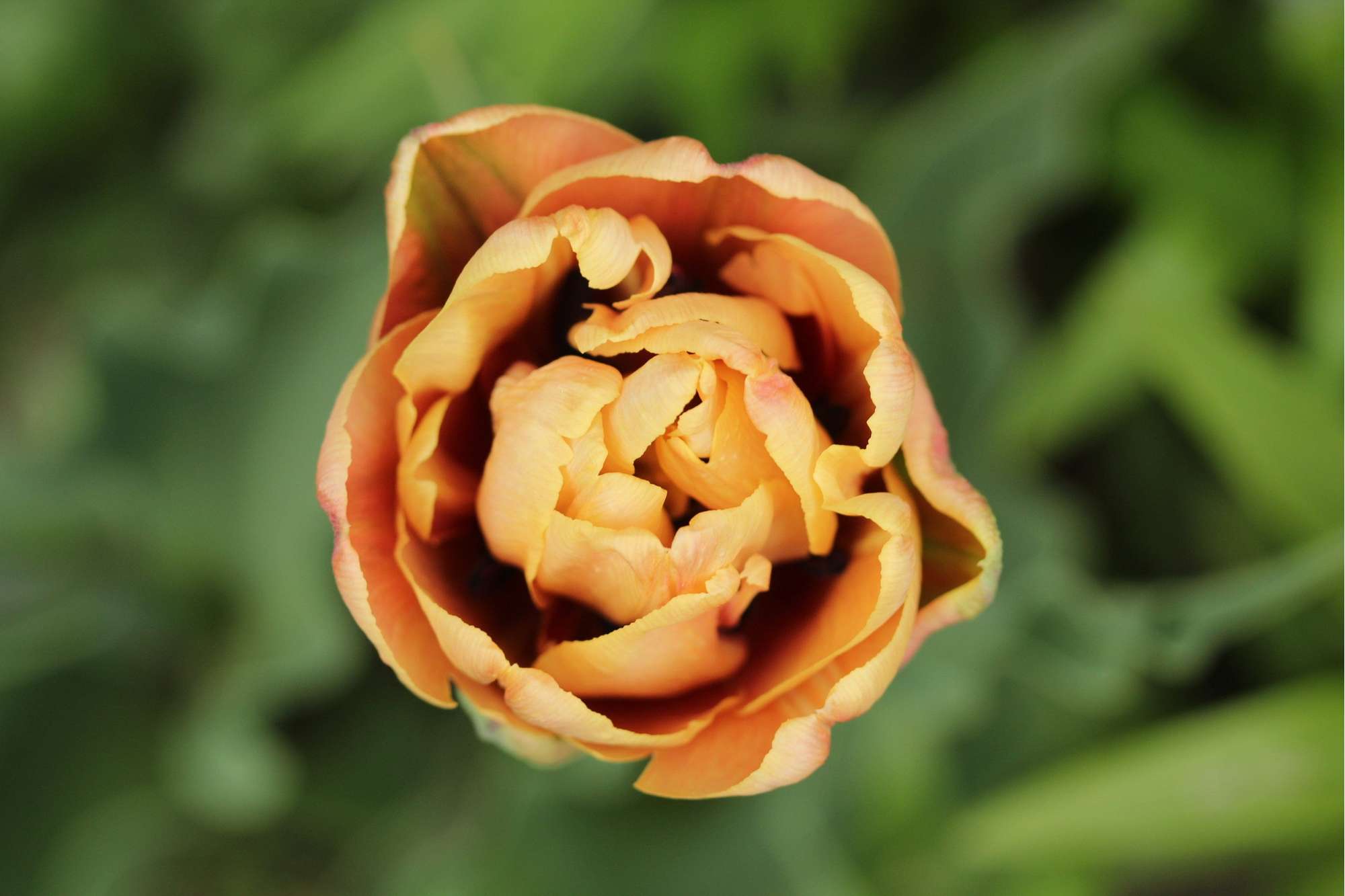 Tulpe 'La Belle Époque'